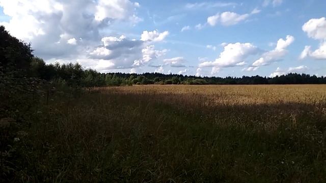 Как привадить кабана? смотреть онлайн