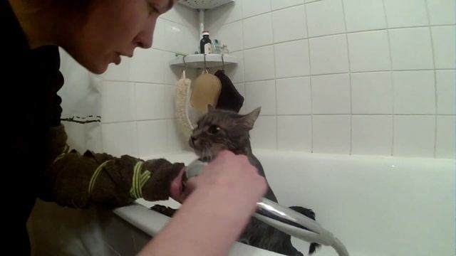 Мытье кота Матроскина 01.2015 смотреть онлайн