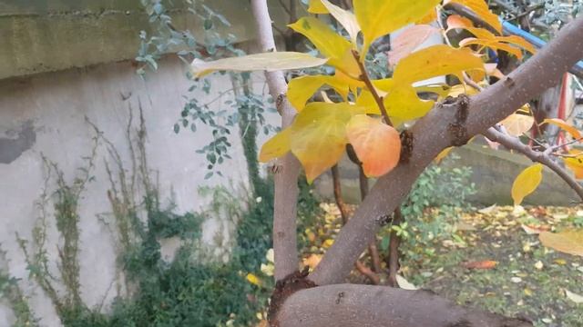 Вот и хурма как в детстве, ещё зеленая но в этом и кайф. смотреть онлайн