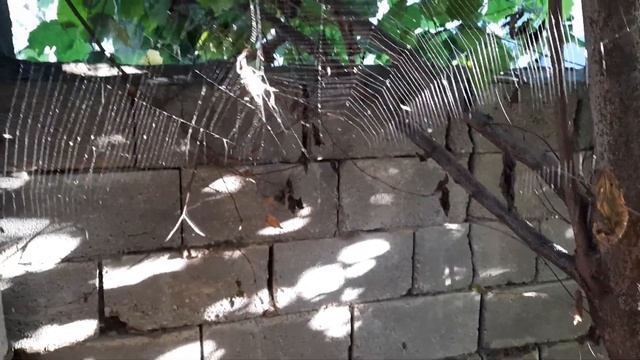 Паучок на паутинке! смотреть онлайн