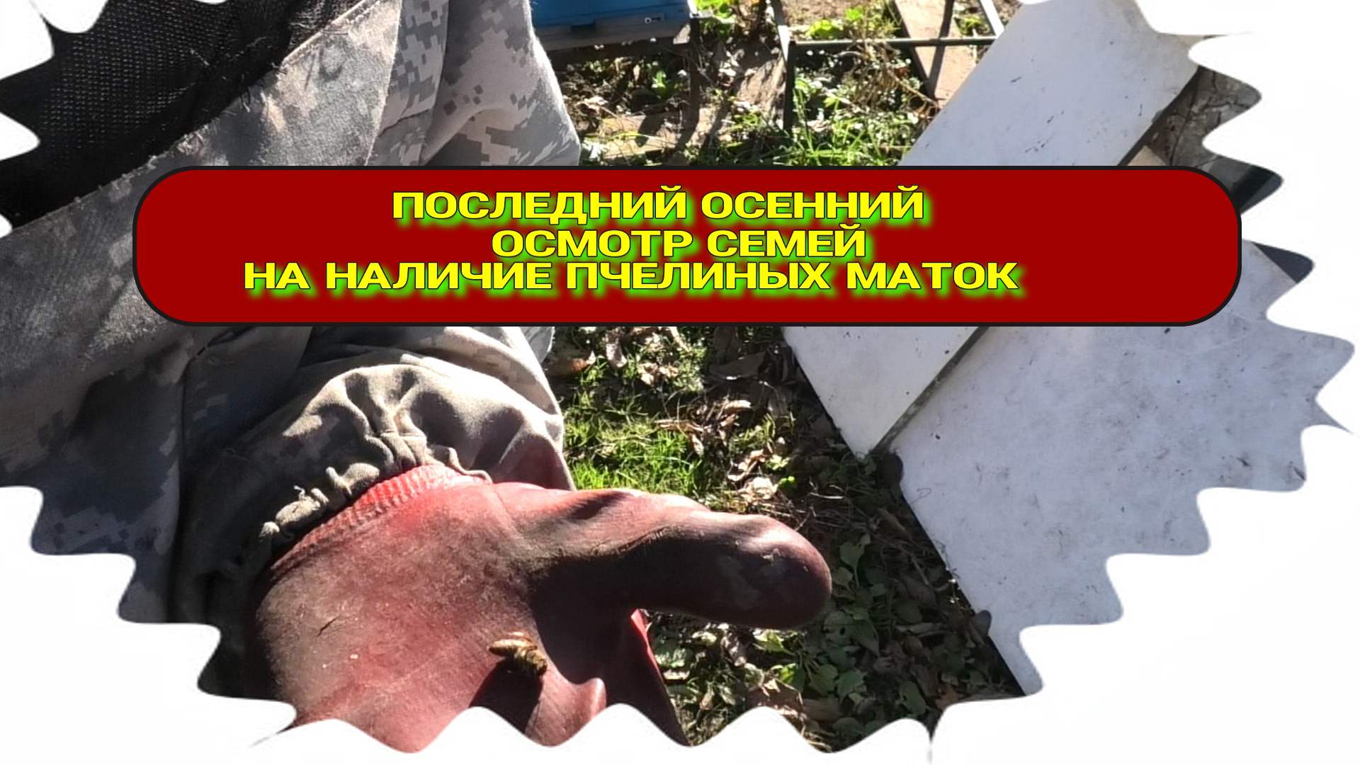 ПОСЛЕДНЯЯ ОСЕНЯЯ РЕВИЗИЯ СЕМЕЙ,ДВЕ ПЧЕЛИНЫЕ МАТКИ ПОГИБЛИ..mp4 смотреть онлайн