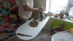 Корм для клариевого сома своими руками