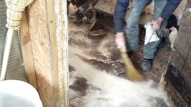 Кур породы Маран пустили под нож//Разочарование и предполагаемая замена смотреть онлайн