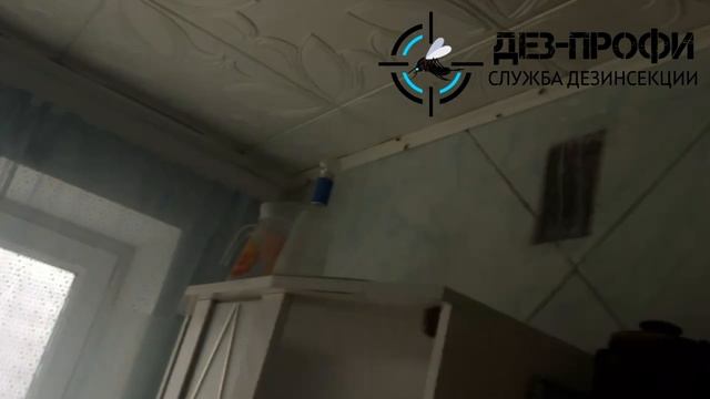 Обработка квартиры от тараканов Уфа смотреть онлайн