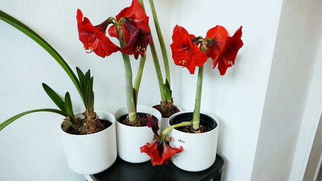 Amaryllis Update (2022 With Time Lapse) смотреть онлайн