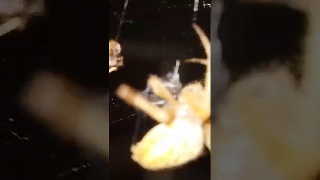 Как есть самка паука Оса смотреть онлайн