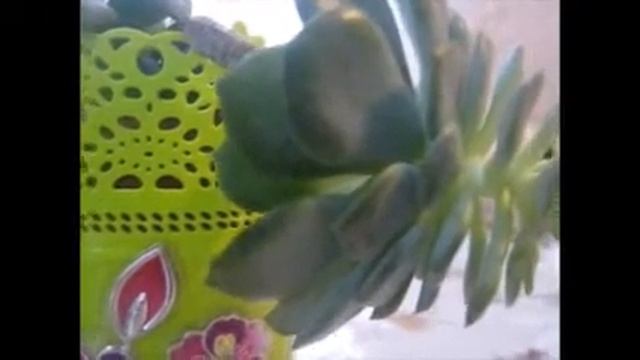 ЦВЕТОК- КАМЕННАЯ РОЗА (КОМНАТНОЕ РАСТЕНИЕ) смотреть онлайн