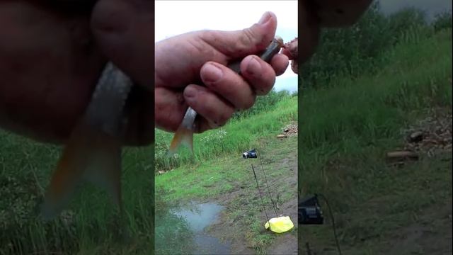 ловля плотвы на поплавок смотреть онлайн