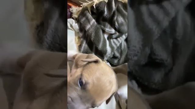 щенки американского стаффордширского терьера смотреть онлайн