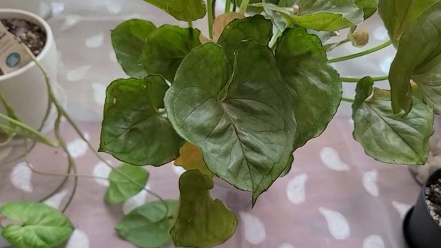 Overview My Syngoniums ( обзор моих сингониумов)