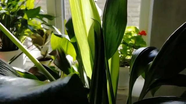 Обзор моих домашних цветов смотреть онлайн