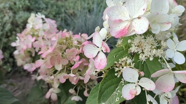 Гортензия Даймонт Руж смотреть онлайн