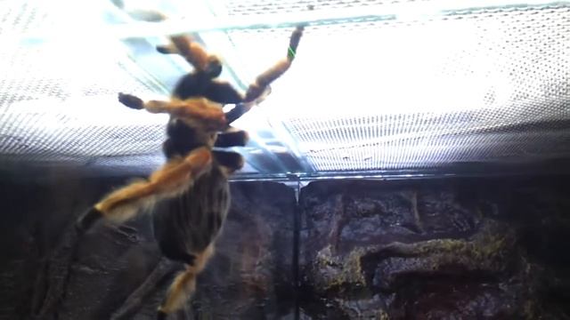 живая экзотика.... ящерица и огромные пауки птицееды смотреть онлайн