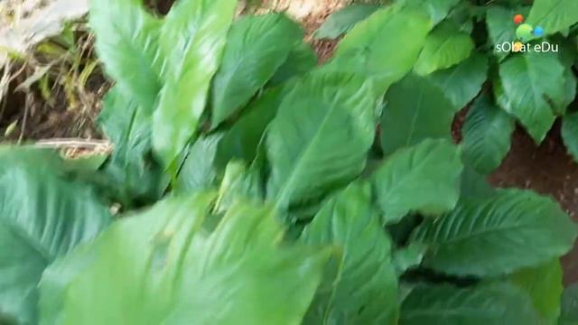 SPATHIPHYLLUM (peace lily) Sepatu Filum || Tanaman Hias смотреть онлайн