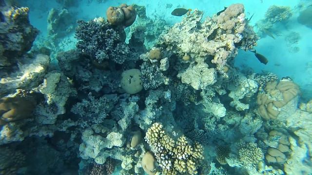 Club El Faraana Reef 4* Ras Um El Sid. Egypt