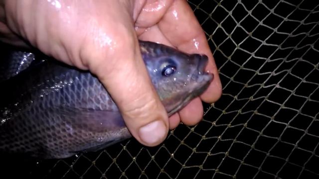 Мозамбикская тиляпия! The Mozambique Tilapia