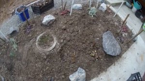 Гейхера весной. Подкормка и полив