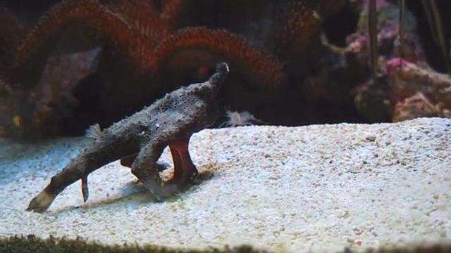 Walking Batfish at Blue Reef Aquarium Newquay смотреть онлайн