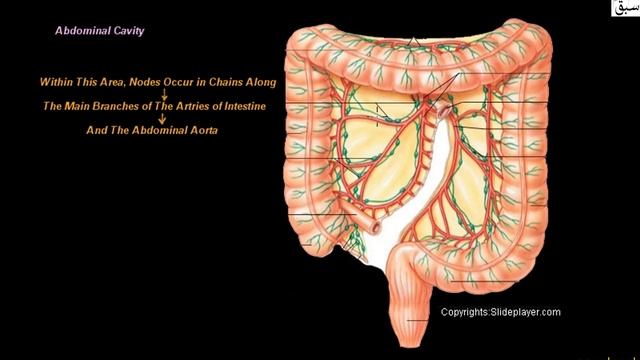 Lymph Nodes in Pelvic, Abdominal & Thoracic Cavity, Biology Lecture | Sabaq.pk смотреть онлайн