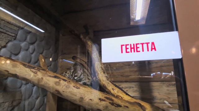 Съездили в зоопарк /В восторге смотреть онлайн