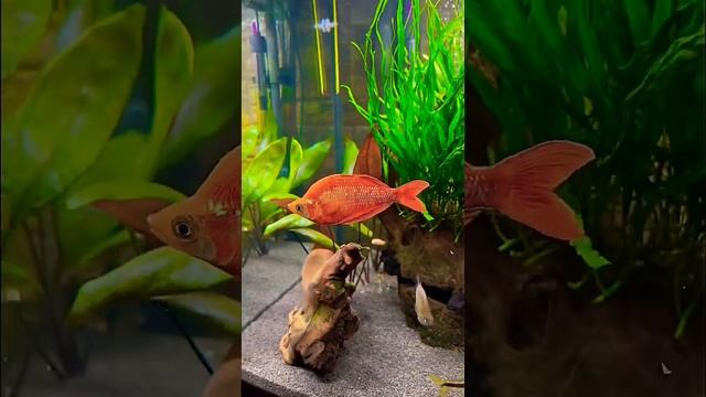 Glossolepis (Red iris) aquarium?, Глоссолепис ( аквариумная рыбка Радужница) смотреть онлайн