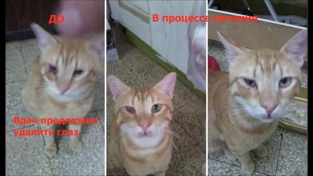 Животные обажают корректоры питания Кораллового клуба смотреть онлайн