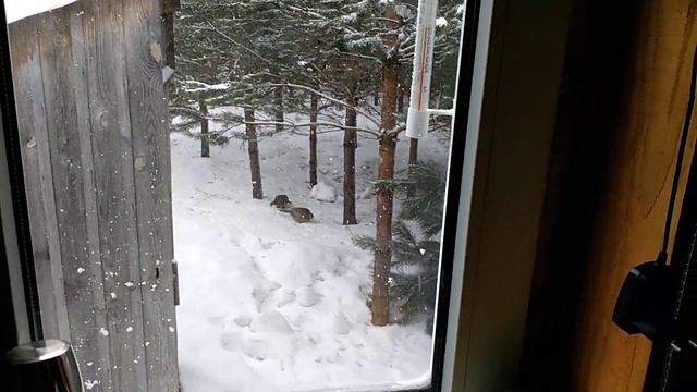 Дикие фазаны гуляют прямо под окном... смотреть онлайн