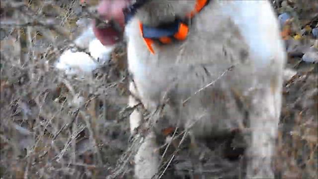 явилось чудо