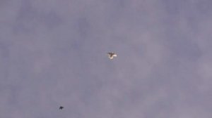 Продажа николаевских голубей