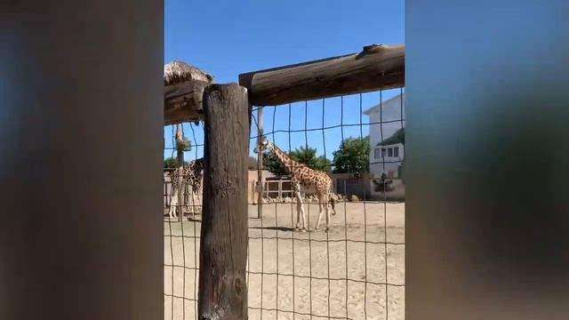 BIOPARK / БИОПАРК Одесса 2019 смотреть онлайн