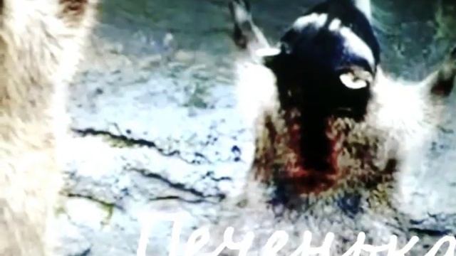 Факты про енотов смотреть онлайн