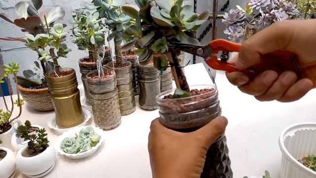 시들지 않는 초록 장미 러블리로즈와 20종의 다육이 관리하기 ; succulents ; suculentas ; 多肉植物 смотреть онлайн