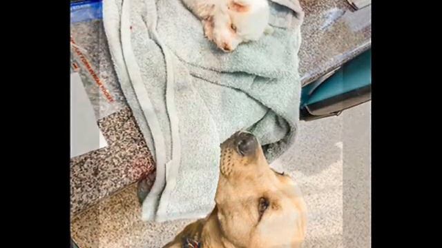 Женщина заметила на улице слабого щенка, который еле передвигался смотреть онлайн