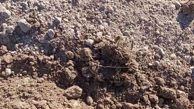 В поисках истории: исследование бывшей деревни. Совместный выезд на поиск. Монеты, серебро. смотреть онлайн