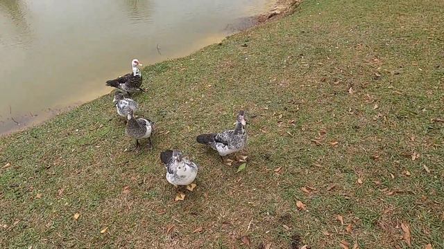 Bayou La Batre ride on the Grom, Ugly Ducks, Gravel bike riding смотреть онлайн