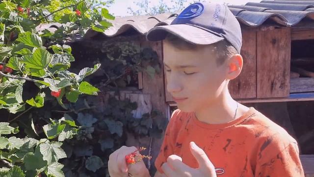 Собираем красную смородину. Витамины на зиму. смотреть онлайн