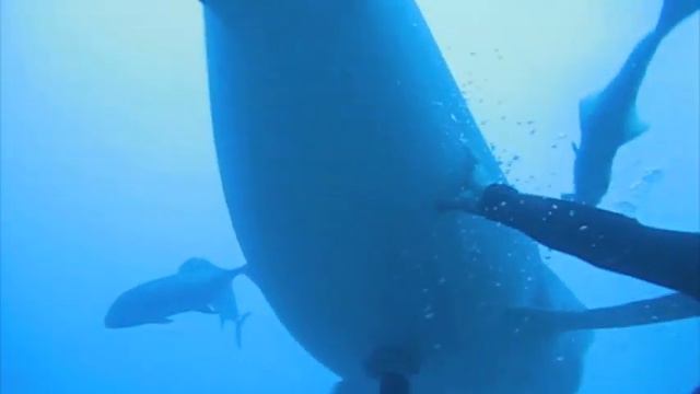 15 Foot Tiger Shark Beqa Lagoon, Fiji смотреть онлайн