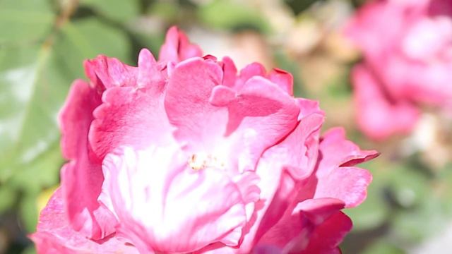 Summer Dayz Blossoms смотреть онлайн