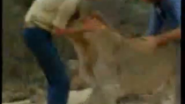 Christian the Lion - the full story смотреть онлайн
