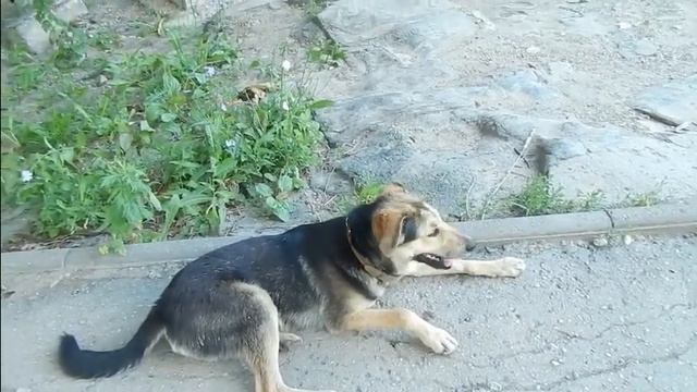 Очень добрая собака. смотреть онлайн