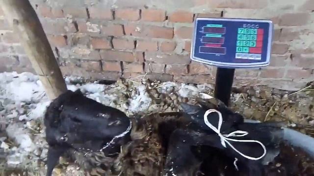 Эдильбаевская порода овец, сравнение эдильбаевской и безпородных ярочек, живой вес. смотреть онлайн