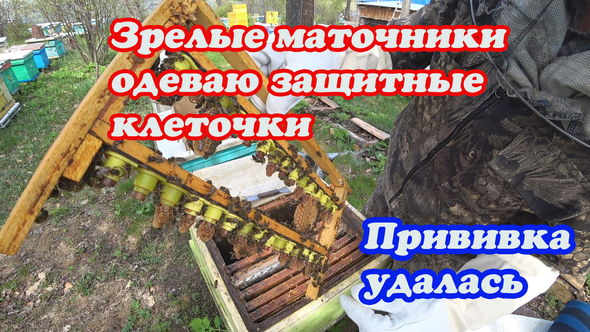 ПРОВЕРКА ВОСПИТАТЕЛЬНЫХ СЕМЕЙ ПО ВЫВОДУ МАТОК, ПРИВИВКА, ЗАЩИТНЫЕ КОЛПАЧКИ. смотреть онлайн