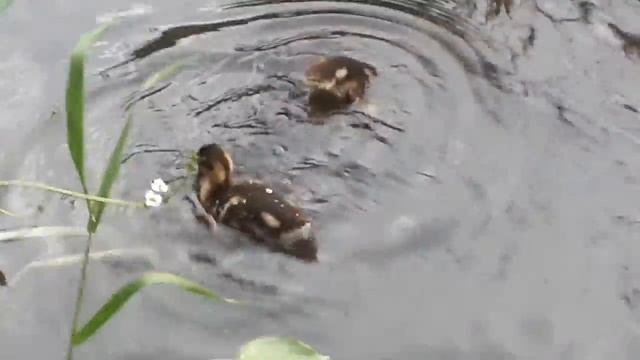 Уточка с выводком у забора воинской части в Балашихе 20200703_175215 смотреть онлайн