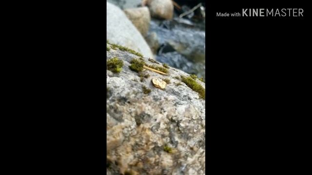 #Удачный поход за золотом, #золотой самородок,.# смотреть онлайн