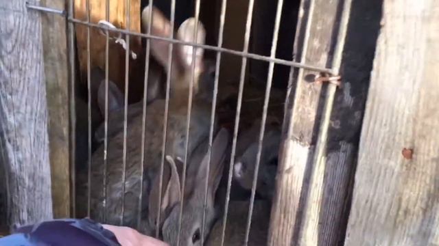 Видосик от мамусика смотреть онлайн