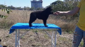 Грюнендаль,  щенок, PAPRIKA LAKSHERI REGAN'RA   ❤