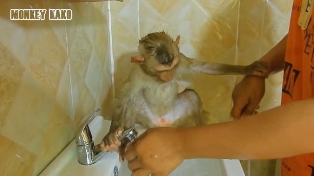 Monkey Kako Change Diaper After Taking Bath And Brushing Teeth | Baby Monkey Change Diaper смотреть онлайн