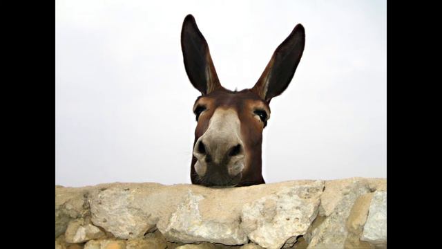 Разумный ослик. Притча о том, как нужно выбираться из неприятностей смотреть онлайн