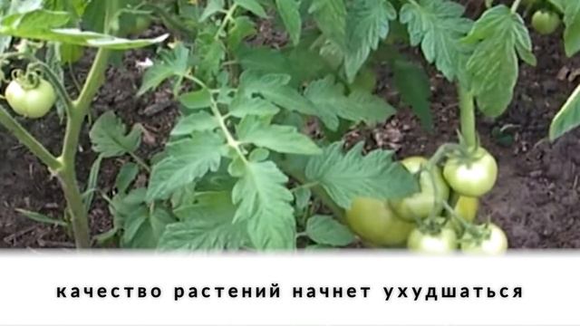 Как при цветении распознать пустоцвет на помидорах смотреть онлайн