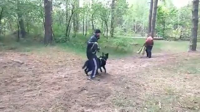 Восточноевропейская овчарка Феличе Джакомо Дамаск осень 2017 первые занятия смотреть онлайн